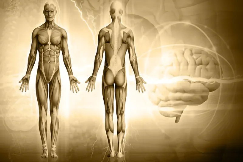 Sepiafarbene anatomische Illustration, die das Muskelsystem von vorne und hinten zeigt, mit einer Skizze des Gehirns im Hintergrund, die eine wissenschaftliche Analyse vermittelt.